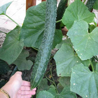 เมล็ดพันธุ์ แตงกวาญี่ปุ่น เทสตี้กรีน Tasty Green F1 Cucumber Seed 10 เมล็ด คุณภาพดี ของแท้ 100%