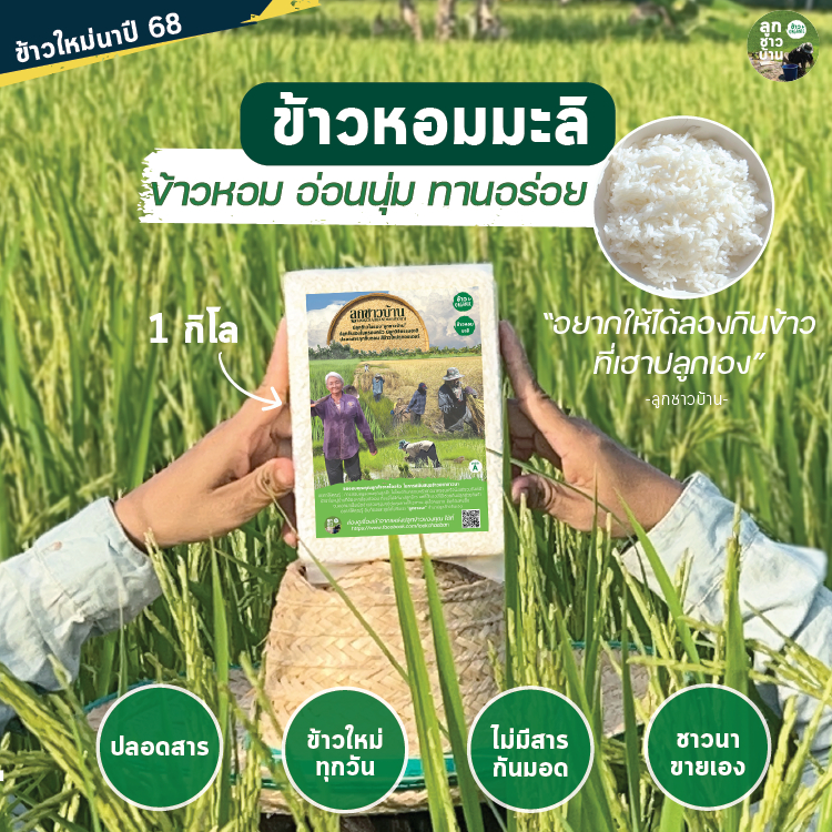 🍚 ข้าวใหม่! ปี 68 ข้าวหอมมะลิแท้ 100% 🍃ปลอดสาร  I ชาวนาปลูกเองขายเอง I หอม นุ่ม I 1 กิโล