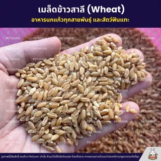 เมล็ดข้าวสาลี (Wheat) อาหารนกแก้วทุกสายพันธุ์ และสัตว์ฟันแทะ (แบ่งขาย 500G / 1KG)