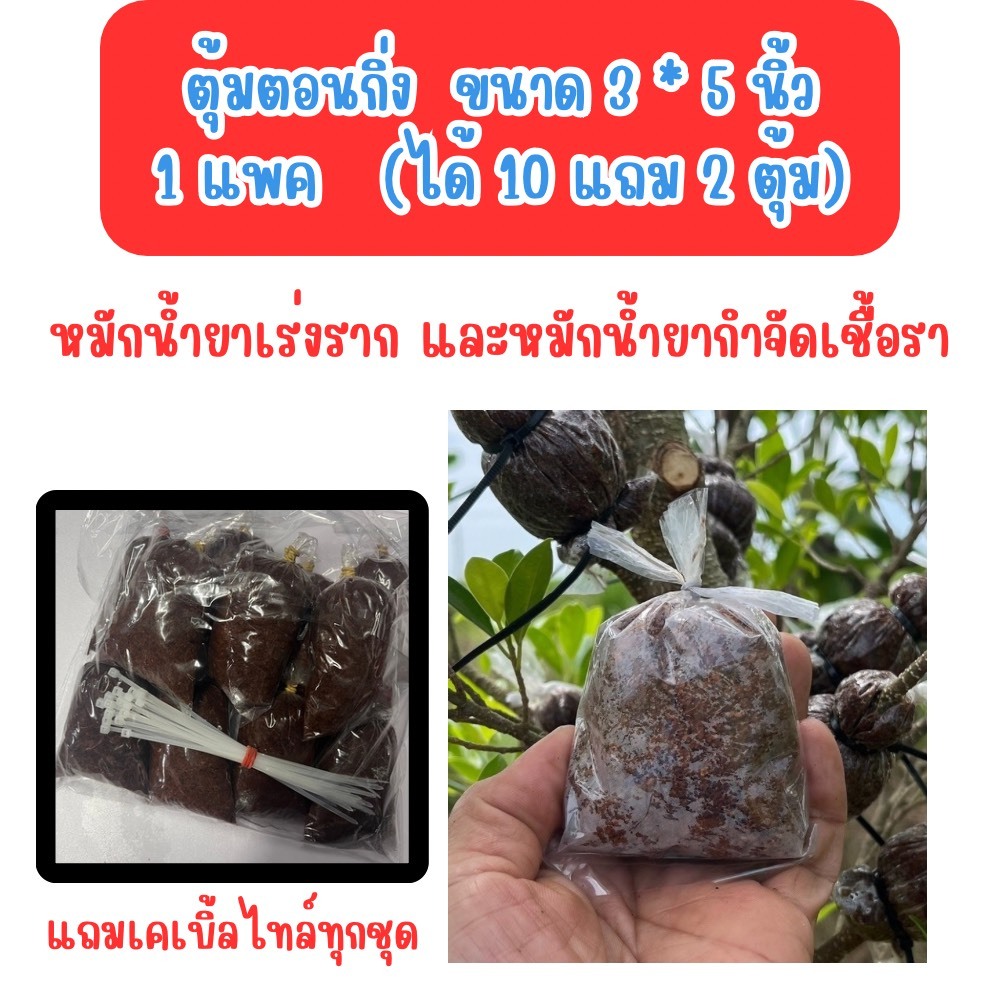 ตุ้มตอนกิ่งขนาด 3 นิ้ว ชุด 10 แถม 2 (รวม 12 ตุ้ม) แบบหลวม และ เต็ม หมักน้ำยากำจัดเชื้อราและน้ำยาเร่งราก มีเคเบิ้ลไทร์แถม