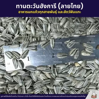 ทานตะวันฮังการี ลายไทย เกรดA เม็ดเล็ก อาหารนกแก้ว และสัตว์ฟันแทะ สะอาด ร่อนฝุ่น (แบ่งขาย 500G / 1KG)