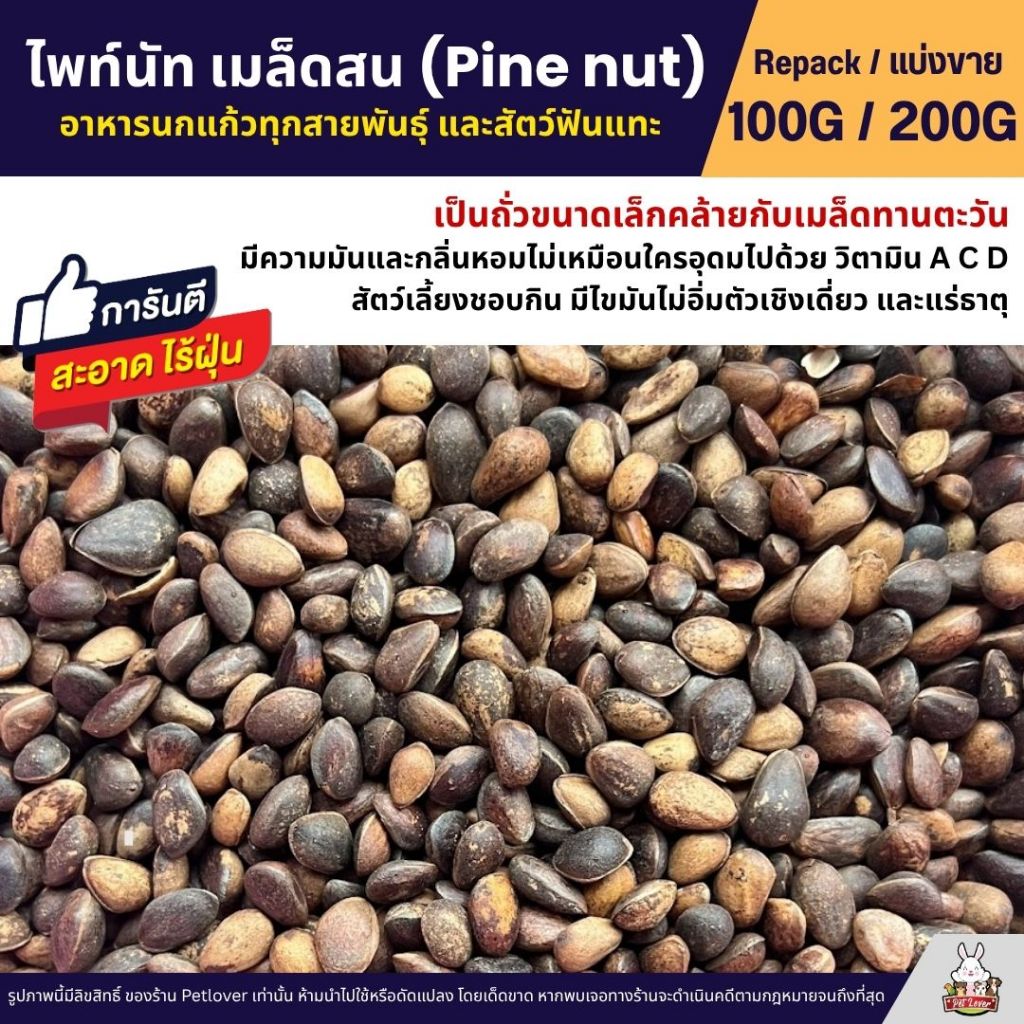 ไพน์นัท Pine Nut หรือ ถั่วเม็ดสน สำหรับนกแก้วขนาดกลาง - ใหญ่ และสัตว์ฟันแทะ (แบ่งขาย 50G / 100G)