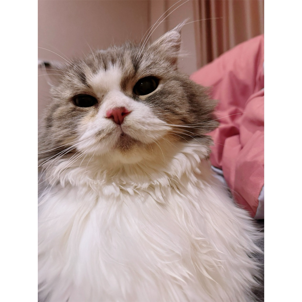 เคสไอโฟน16pm#caseIphone16pm