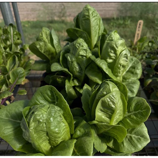 🌱🌱เมล็ดพันธุ์สลัดกรีนคอส🌱🌱 100 เมล็ด ซื้อ 5เเถม1 คละได้ท้้งร้าน