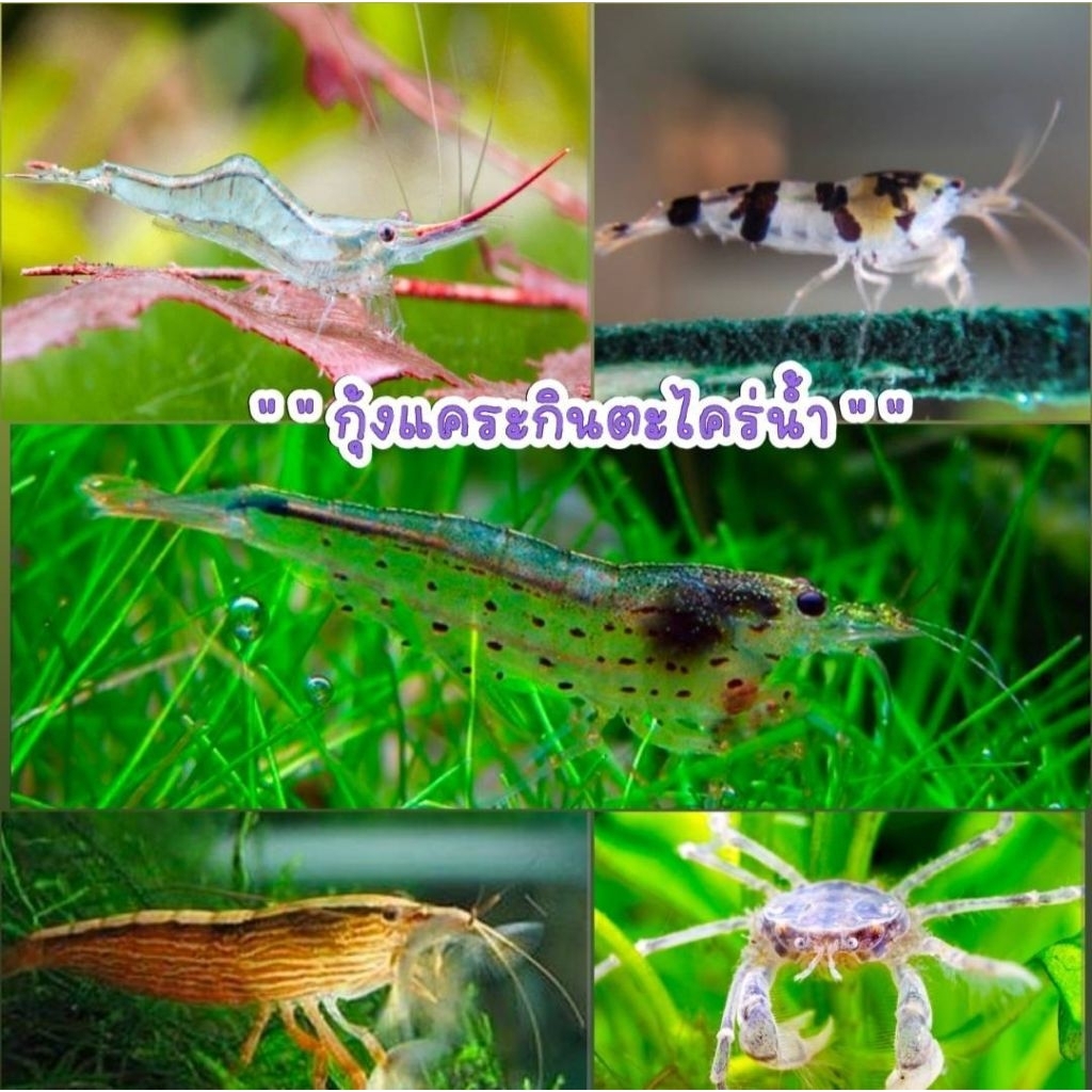 รวมชุดกุ้งกำจัดตะไคร่น้ำทำความสะอาดตะไคร่ตู้และบ่อ