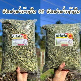 🎉best 1st🎉 หญ้าอัลฟาฟ่าก้านใบ alfafa หญ้ากระต่าย สำหรับกระต่าย สัตว์ฟันแทะทุกชนิด แบบก้านใบ ขายดี