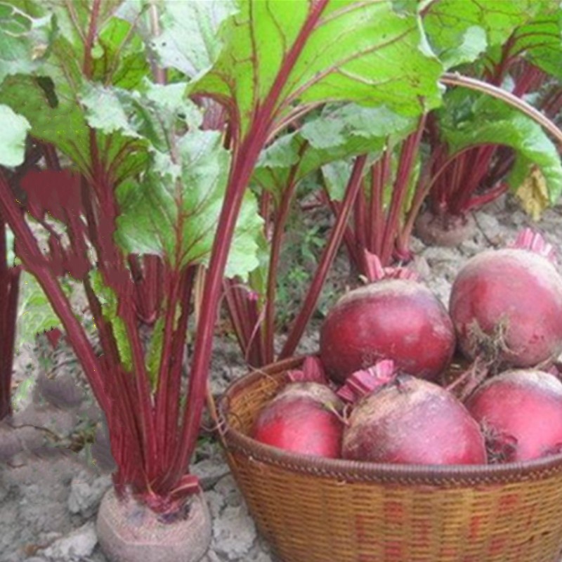 หัวบีทรูท ดีทรอย (RED BEET SEEDS ) 150 เมล็ด คุณภาพดี ราคาถูก ของแท้