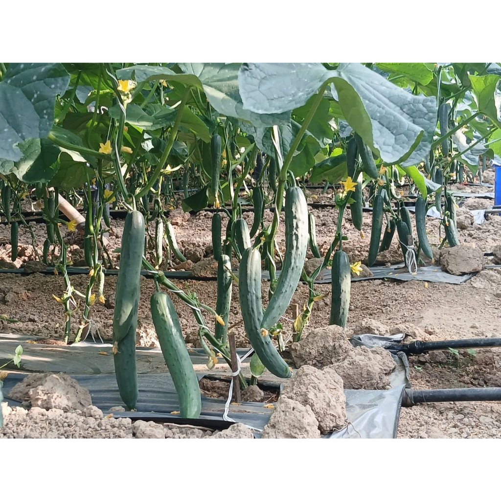 เมล็ดพันธุ์ผักสวนครัว แตงกวาญี่ปุ่น พันธุ์ฮันเตอร์ เบอร์ 2 จำนวน 10 เมล็ด รหัสสินค้า ( 6050 ) - รูปที่ 2