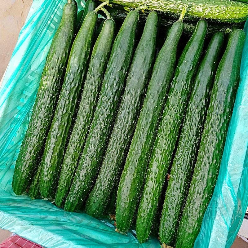 Cucumber Seeds, New Seeds, 30 Seeds Per Packet. แตงกวา ผักทานสด สวนครัว เหมาะแก่การทำสวน Cucumber Vegetable Seeds สายพัน - รูปที่ 7