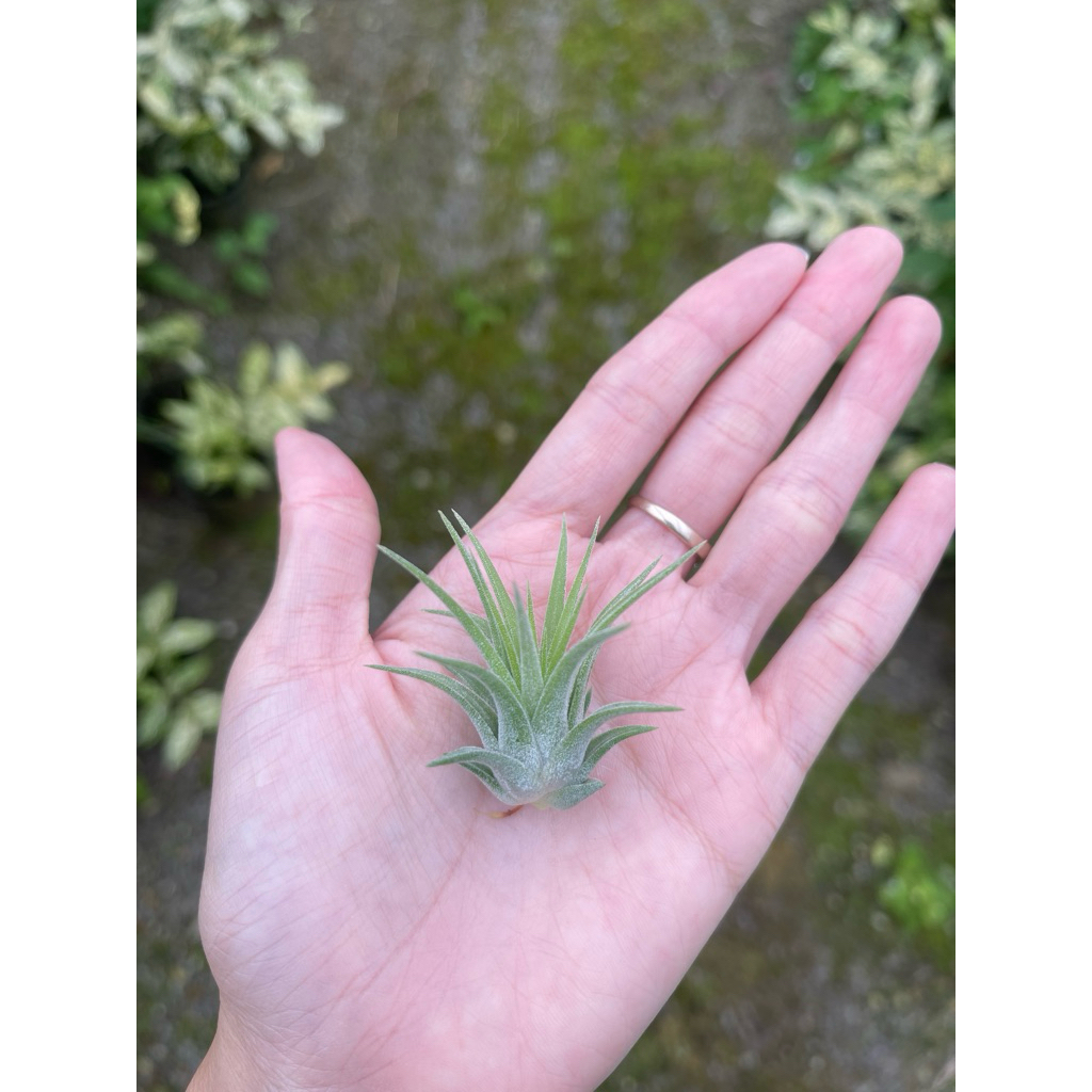 🔥Ionantha ไอโอนันทา ทิลแลนด์เซีย