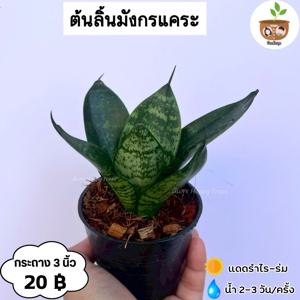 ต้นลิ้นมังกรแคระ จัดส่ง 2 ต้นขึ้นไป คละแบบได้ ต้นไม้มงคลจิ๋ว