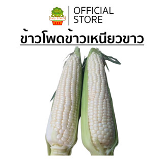 เมล็ดพันธุ์ ข้าวโพด ข้าวเหนียว สีขาว เมล็ดพันธุ์เปิด OP ทำพั…