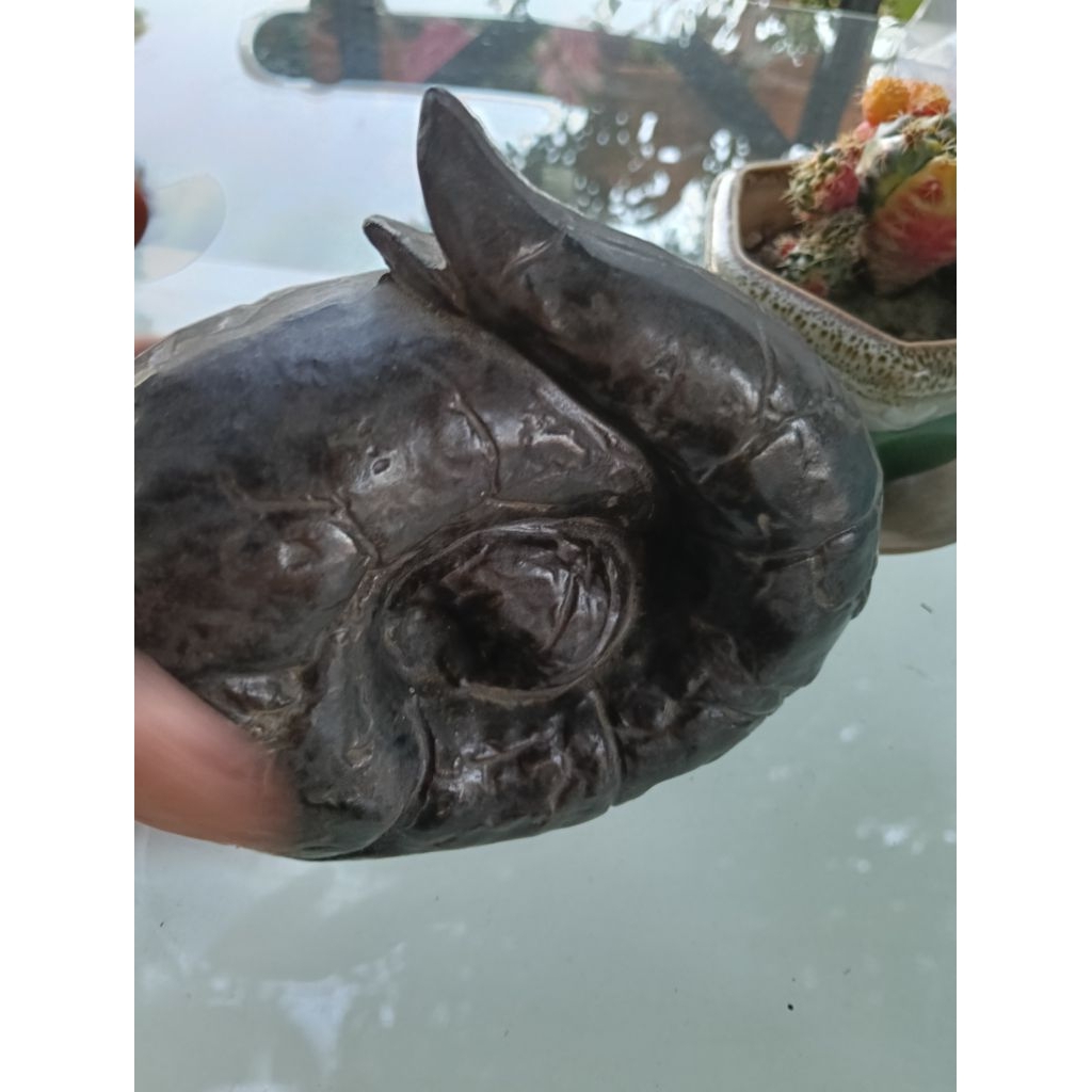 ปั้นของแอมโมไนต์ (ammonite) ซึ่งเป็นซากดึกดำบรรพ์ (ฟอสซิล) โบราณชนิดหนึ่ง 