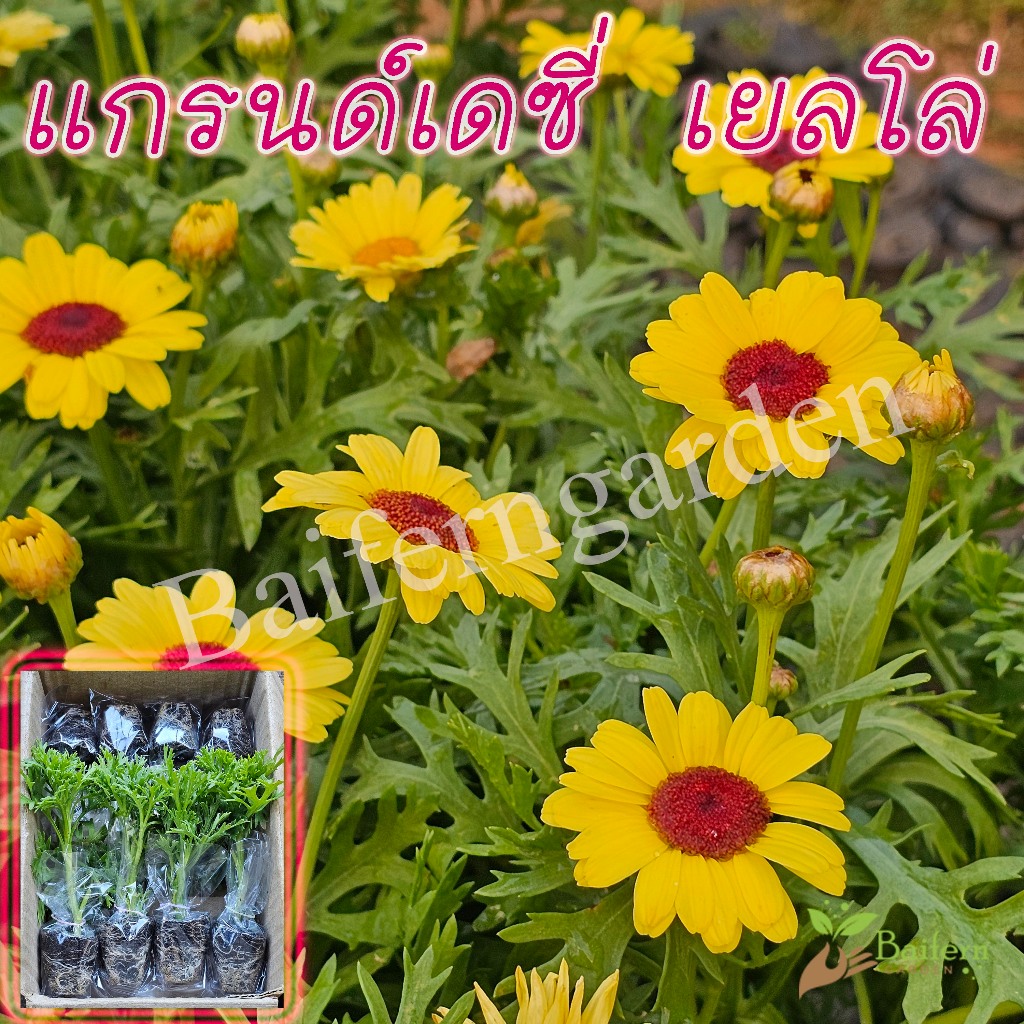 ต้นกล้าดอกเเกรนด์เดซี่เยลโล่(Argyranthemum Grandaisy Yellow) ดอกไม้กินได้ ต้นแข็งแรง พร้อมปลูก