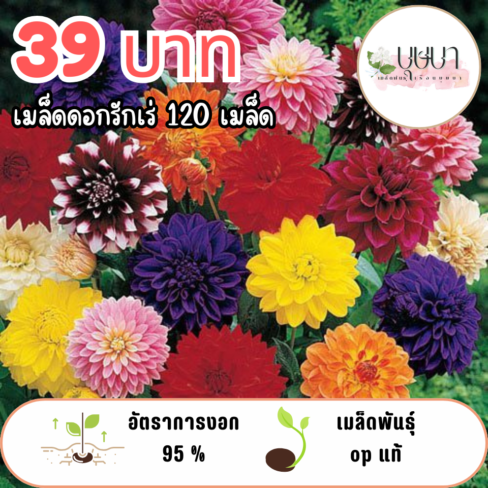 เมล็ดพันธุ์ดอกรักเร่ 39 บาท