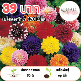 เมล็ดพันธุ์ดอกรักเร่ 39 บาท