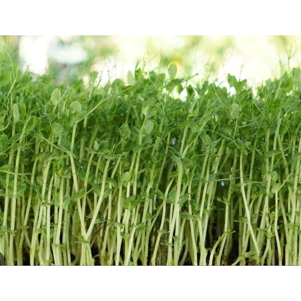 ถั่วลันเตาปลูก  1กิโล(ใบใหญ่) ปลูกกินยอด กินใบ กินฝัก (เมล็ดโต้วเหมี่ยว) - รูปที่ 2