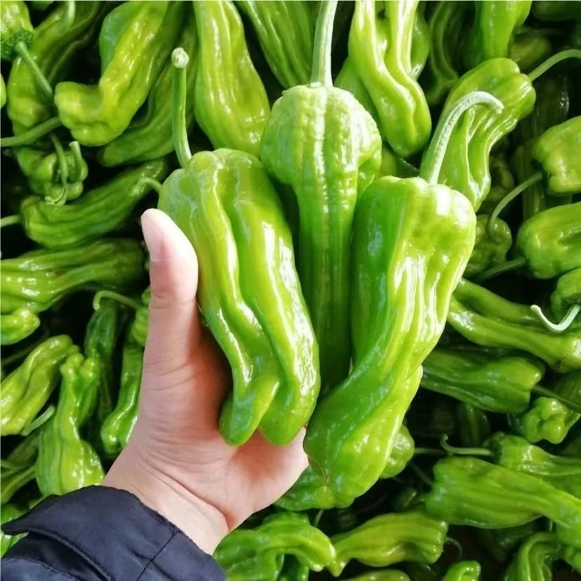 เมล็ดพันธุ์ พริกญี่ปุ่น ชิชิโต (Sweet Shishito Peppers Seeds) บรรจุ 100 เมล็ด คุณภาพดี ราคาถูก ของแท้ 100%