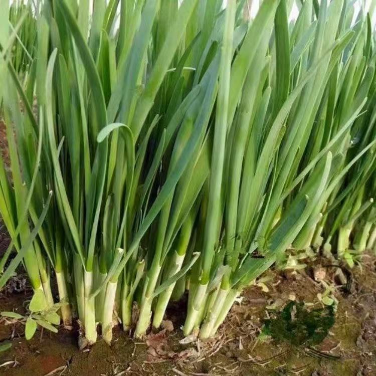 Chives Seeds 200เมล็ด เมล็ดพันธุ์ไชวส์ (กุยช่ายฝรั่ง) - สมุนไพรคู่ครัว ปลูกง่าย