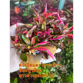 ต้นไม้บก(7กระถางแถม 1 กระถาง)เกร็ดทับทิม ก้านแดง เป็ดแดงลาย (ต้องเปิดไฟเมื่อใส่ตู้)ถ้าพืชไม่มีแสงจะเน่าเสียง่าย
