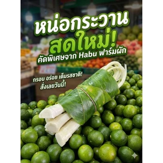 หน่อกระวานสด สำหรับทำอาหาร 1 มัด (ประมาณ3หัว) (ประมาณ200-300กรัม)