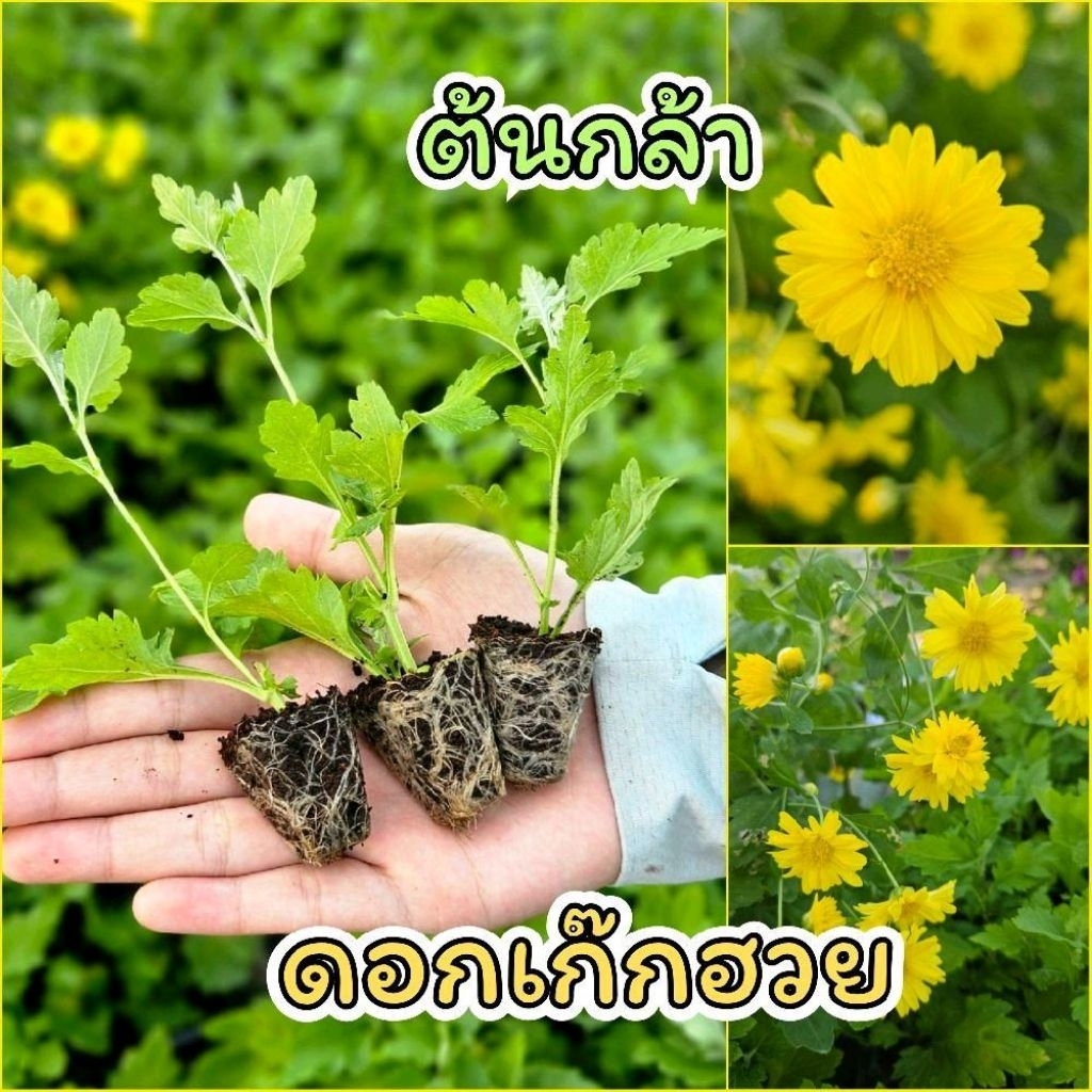 ต้นกล้าดอกเก๊กฮวย สีเหลือง จำนวน50ต้น ถาดหลุมใหญ่ พร้อมปลูก แข็งแรง รากแน่น ต้นกล้าเก๊กฮวย
