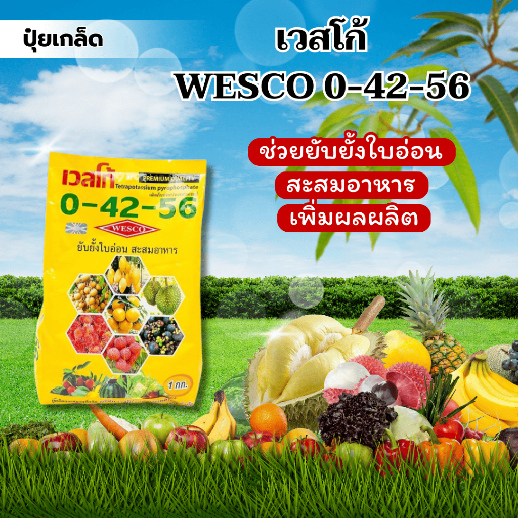ปุ๋ยเกล็ด เวสโก้ WESCO 0-42-56 (1000G) ช่วยยับยั้งใบอ่อน สะสมอาหาร เพิ่มผลผลิต