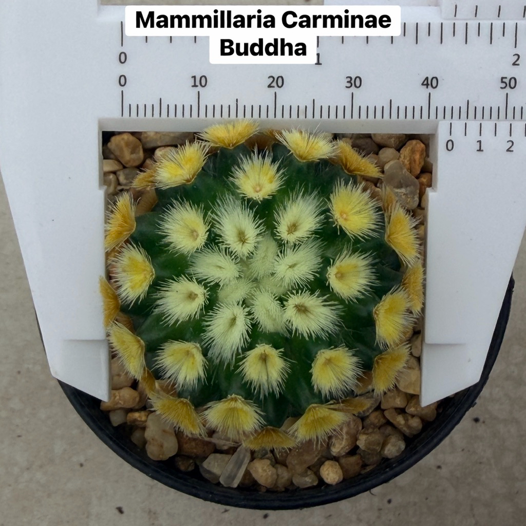 Mammillaria carminae buddha Seeds 4cm.คัดพิเศษ