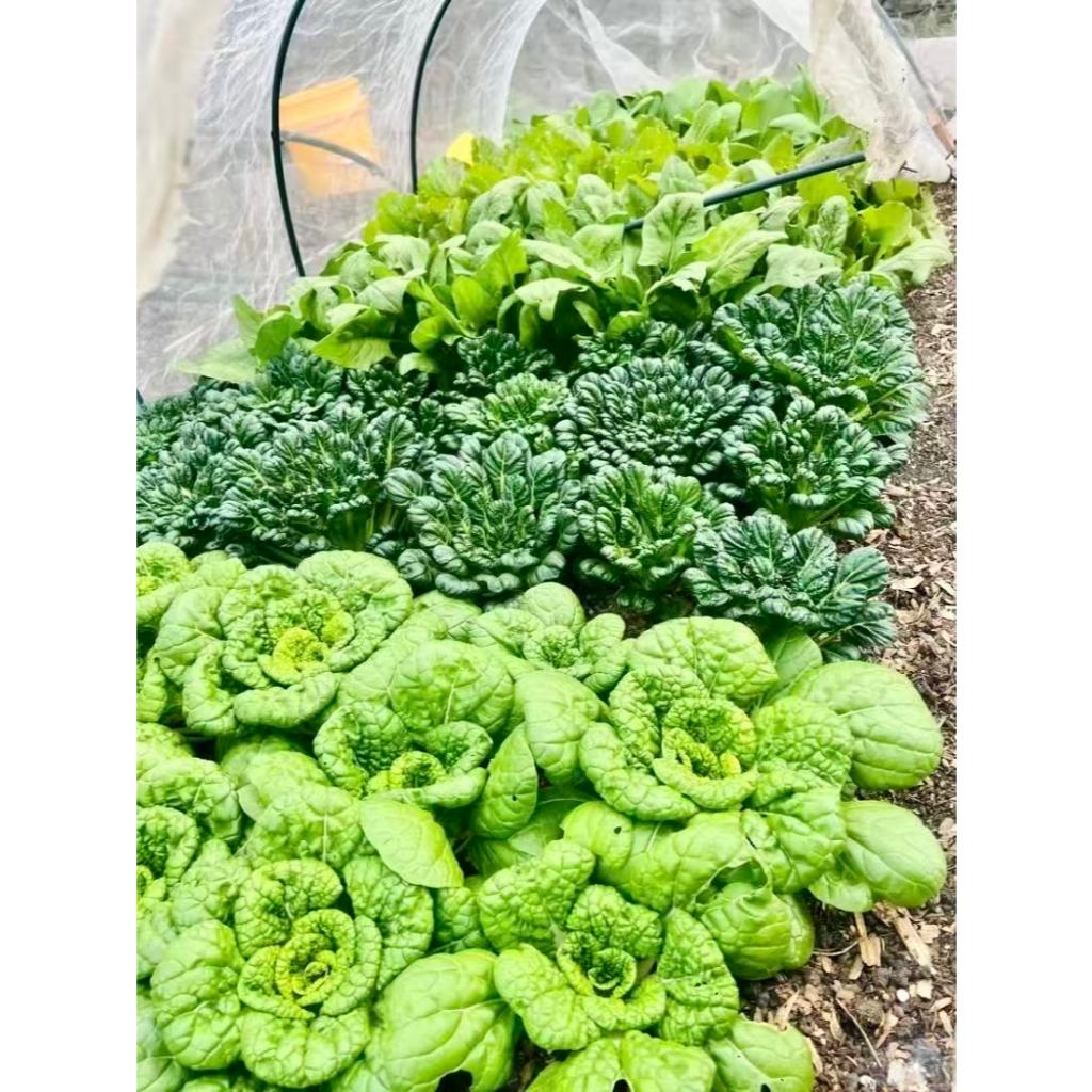 ชุดปลูกผักสีสันสำหรับครอบครัว “กวางตุ้งดอกไม้ไฟ” 300 เมล็ด ปลูกง่าย ดอกสวยน่ากิน เด็กๆ ชอบ