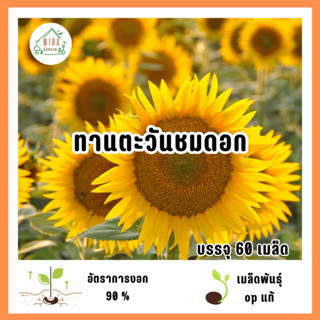 เมล็ดพันธุ์ทานตะวันชมดอก 60 เมล็ด