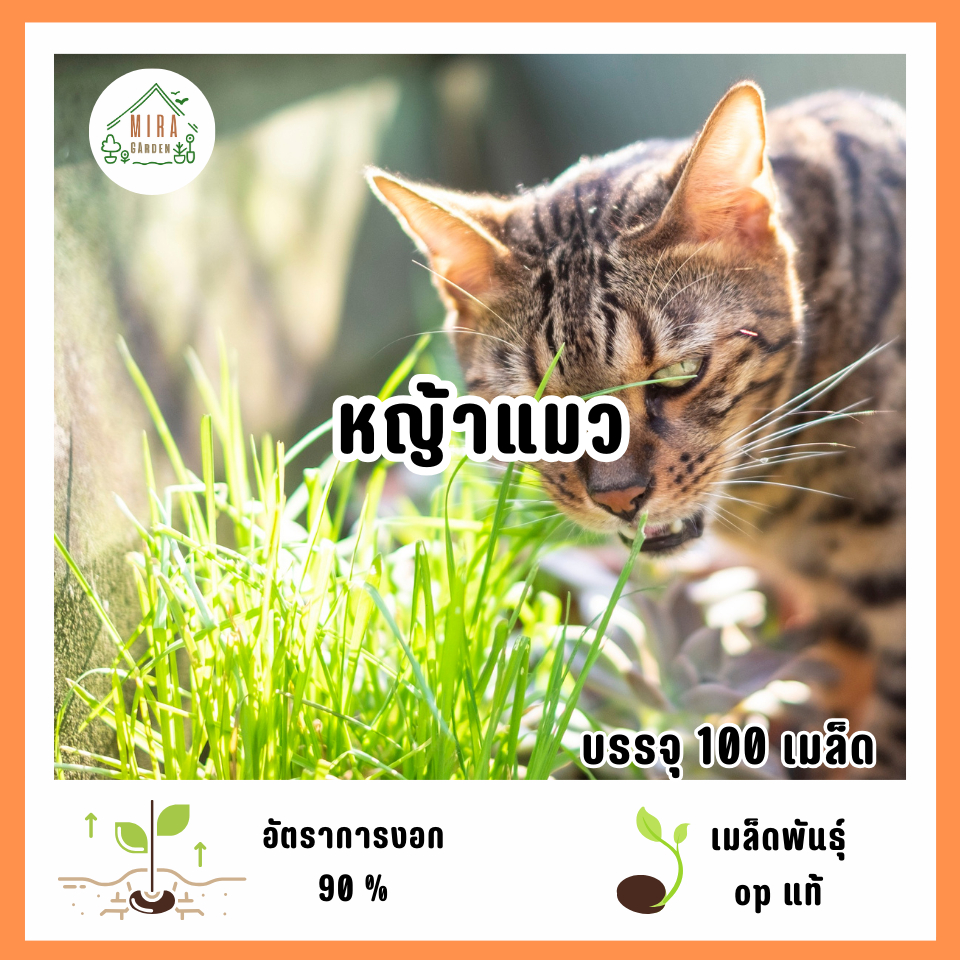 เมล็ดพันธุ์หญ้าแมว 100 เมล็ด