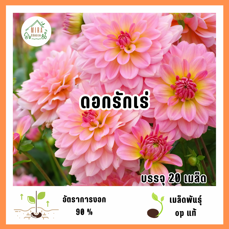 เมล็ดพันธุ์ดอกรักเร่ 20 เมล็ด