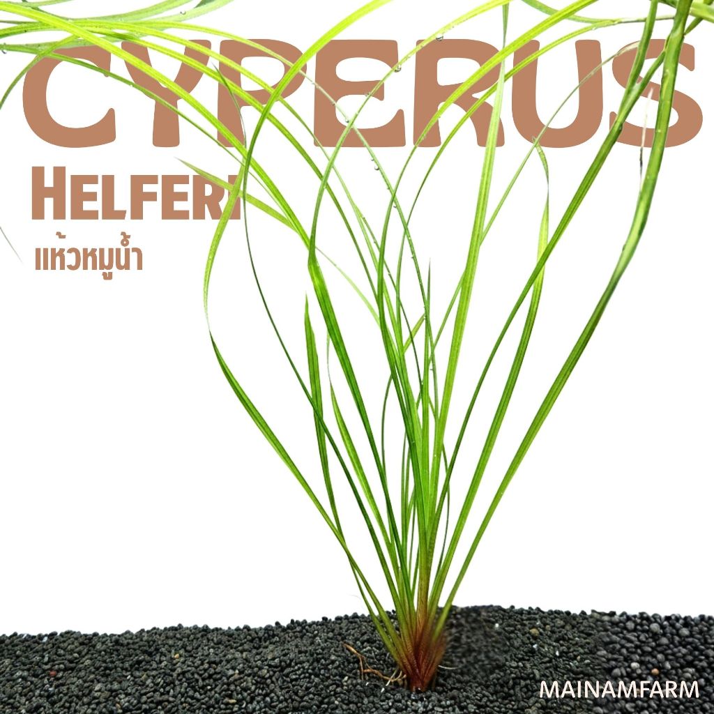 แห้วหมูน้ำ ไม้หลังตู้ เลี้ยงง่าย ไม่ต้องการ co2 ไม้น้ำไทย – CYPERUS HELFERI ต้นไม้น้ำ