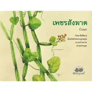 อภัยภูเบศร เพชรสังฆาต G 826/60
