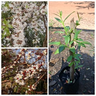 ต้นผักติ้วยอดขาว 1️⃣ ต้น 7️⃣9️⃣ บาท พร้อมปลูก