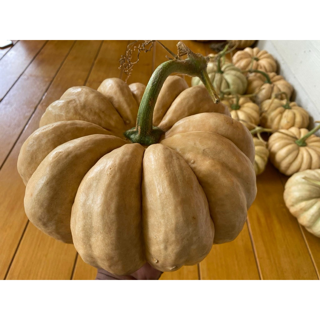 #เมล็ดฟักทองไข่ /ฟักทองมันลืมผัว🫜🫜 ✔️รสชาติหวานมัน เหนียวหนึบอร่อย ✔️ลูกใหญ่ หนัก 3-6 กิโลขึ้นไป ✔️ผลมีลักษณะคล้ายดอกไม้