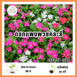 เมล็ดพันธุ์ดอกแพงพวยคละสี 50 เมล็ด