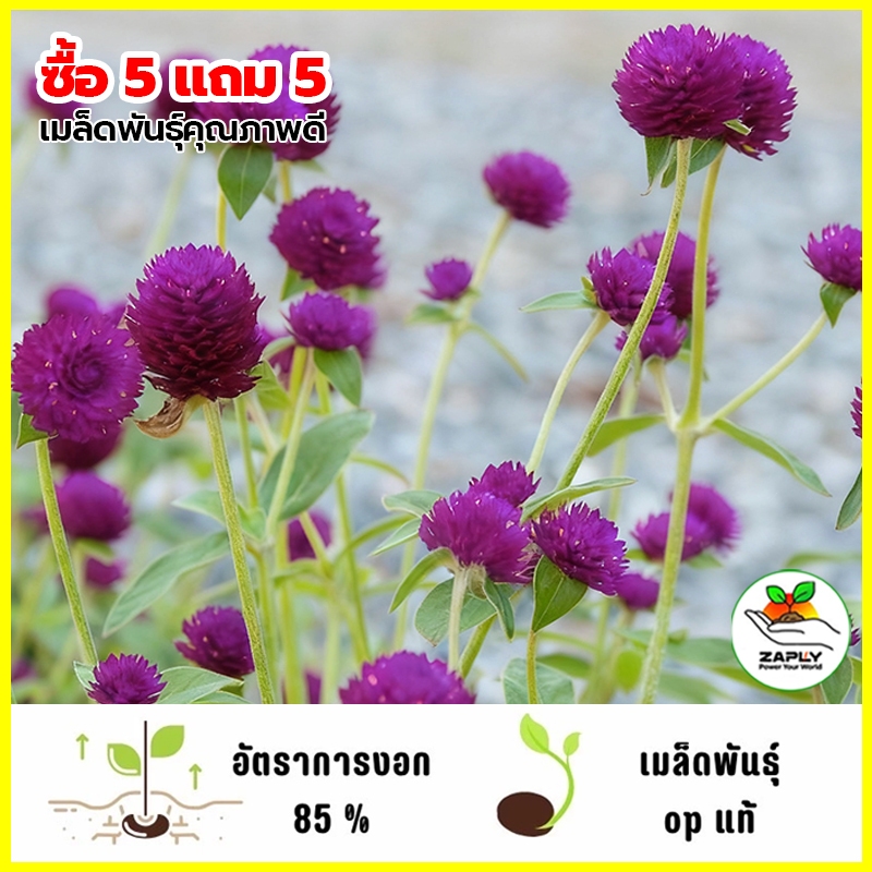 เมล็ดพันธุ์ดอกบานไม่รู้โรยสีม่วงล้วน บรรจุ 100 เมล็ด[ซื้อ 5 แถม 5 ฟรี]