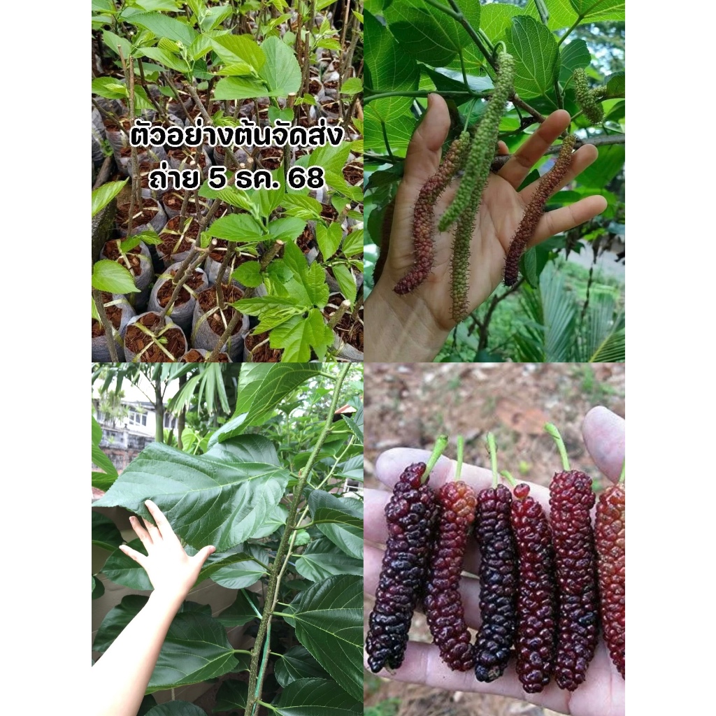 (รับ1 กิ่งพันธุ์) #หม่อนใต้หวัน (Taiwan Long Mulberry) หรือ 台湾长果桑🏡แฮปปี้