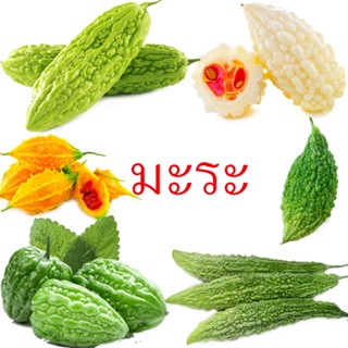 มะระ🌱มะระทุกสายพันธุ์📌10แถม1🎯ถูกที่สุด10 บ.🎯เมล็ดพันธุ์มะระร…
