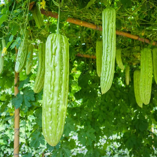 มะระ🌱มะระทุกสายพันธุ์📌10แถม1🎯ถูกที่สุด10 บ.🎯เมล็ดพันธุ์มะระรวมทุกสายพันธุ์🌱ปลูกง่าย☘️โดไว🌱ลูกดก☘️ทานอร่อย🌱เมล็ดออแกนิก