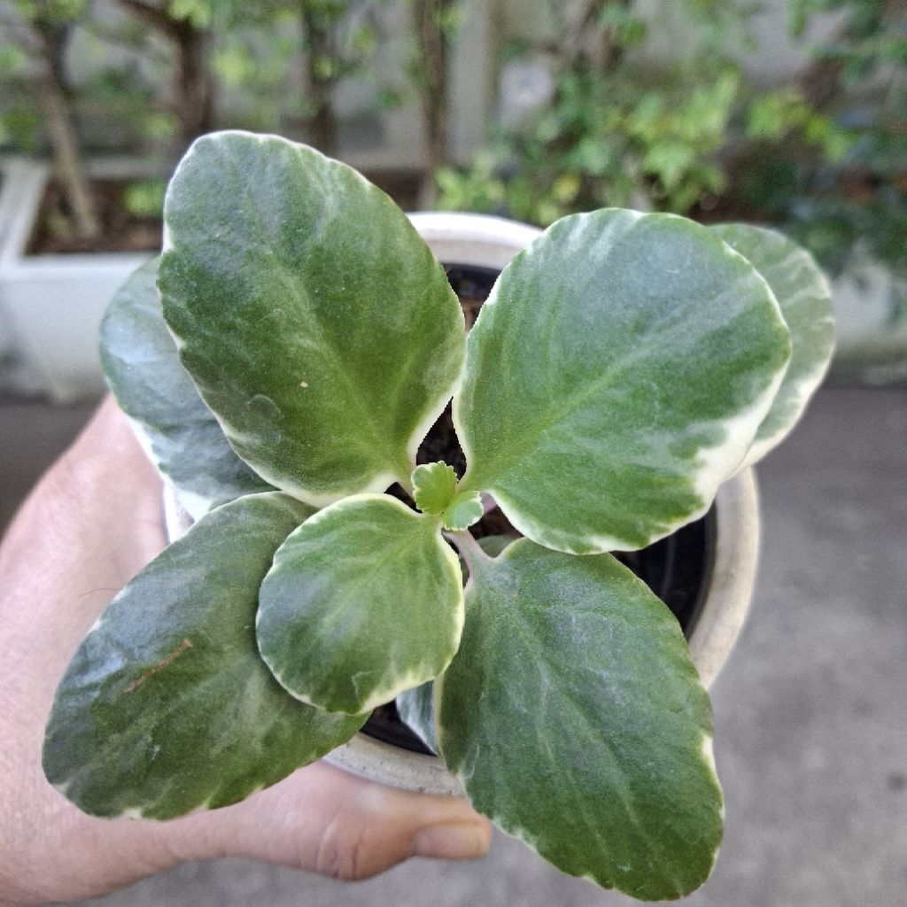 กุหลาบหินใบด่าง กระถางดำ 4 นิ้ว - รูปที่ 2