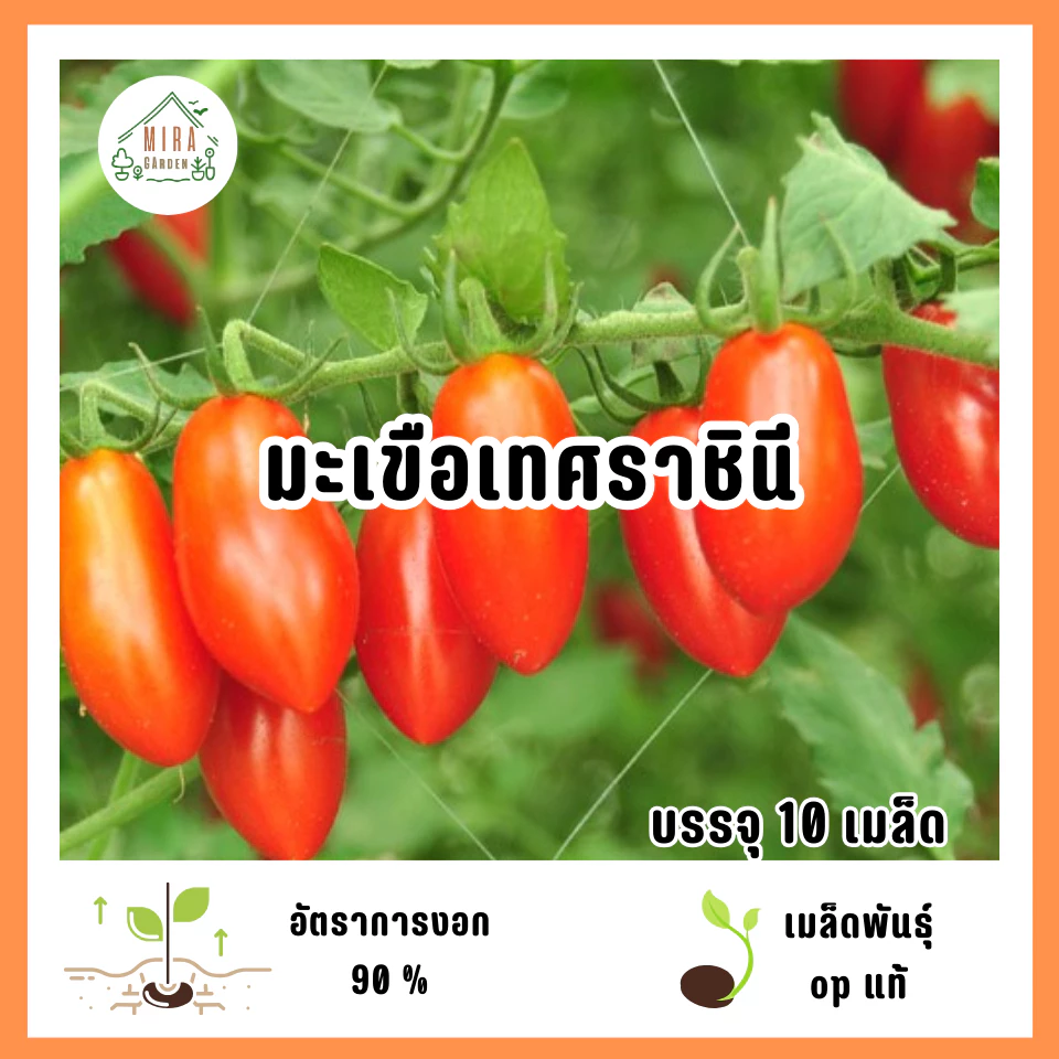 เมล็ดพันธุ์มะเขือเทศราชินี 10 เมล็ด