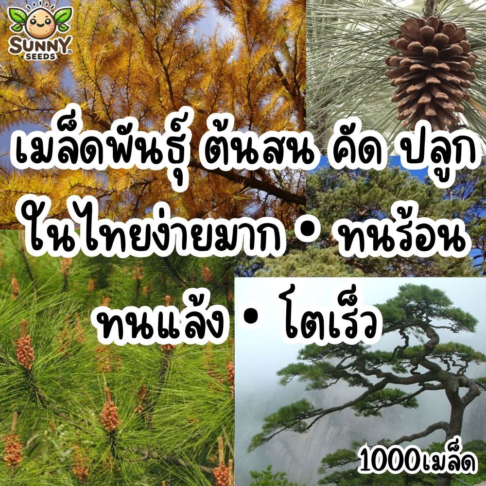 รวมเมล็ดสน ปลูกง่ายในไทย ทนร้อนโตไว พร้อมส่ง ฟอร์มสวย ไม้หายาก