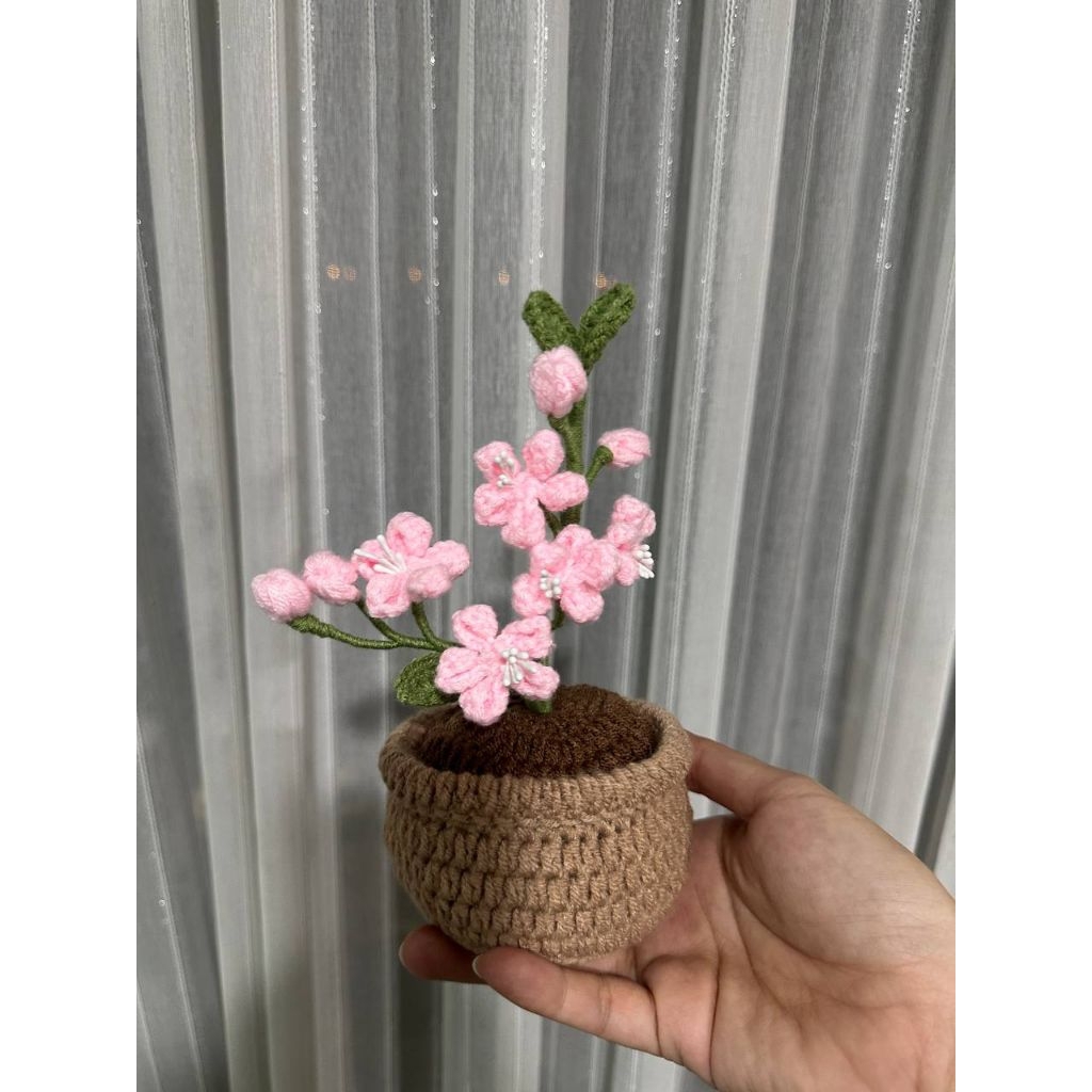 Lucky 2026 Cherry Blossom pot Onhand