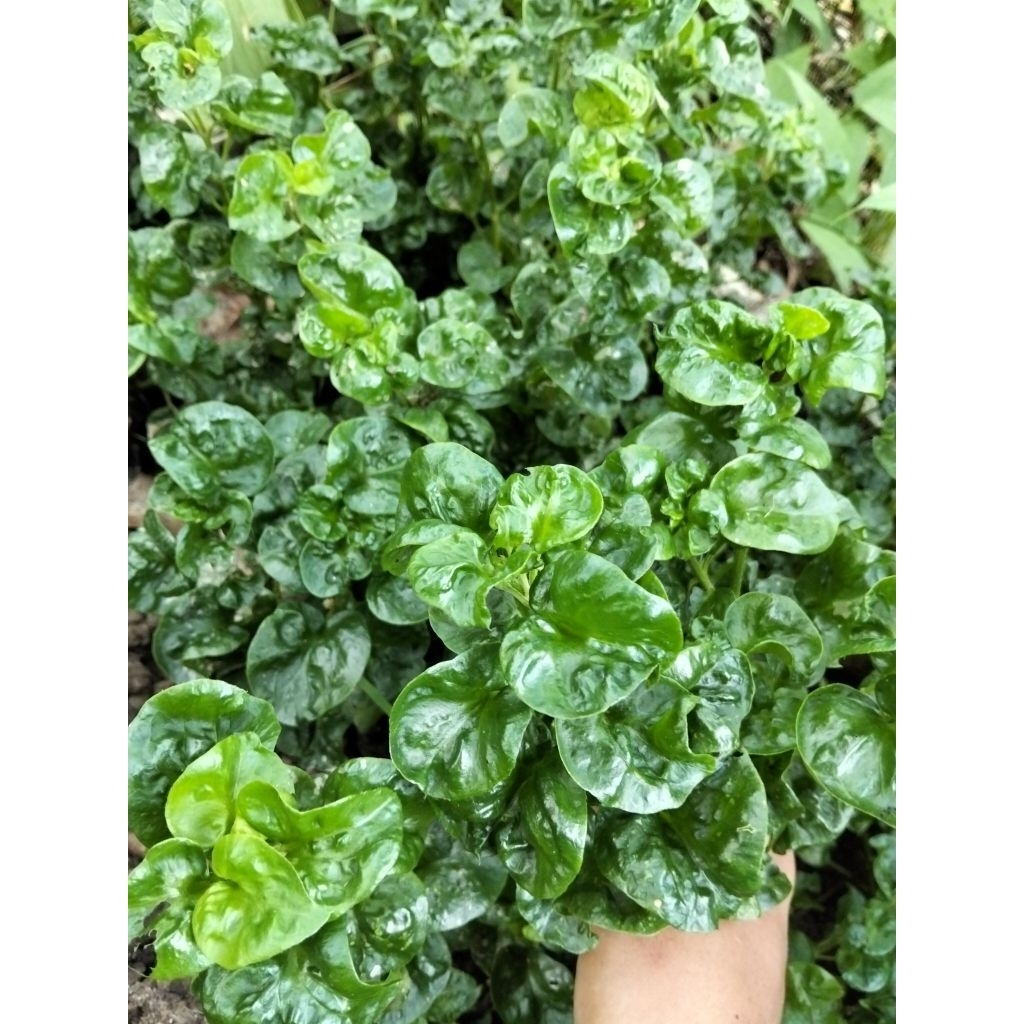 วอเตอร์เครส ชุด 20 กิ่ง 30 บาท วอเตอร์เครสแดง วอเตอร์เครสด่าง ผักเป็ดญี่ปุ่น  สลัดน้ำ