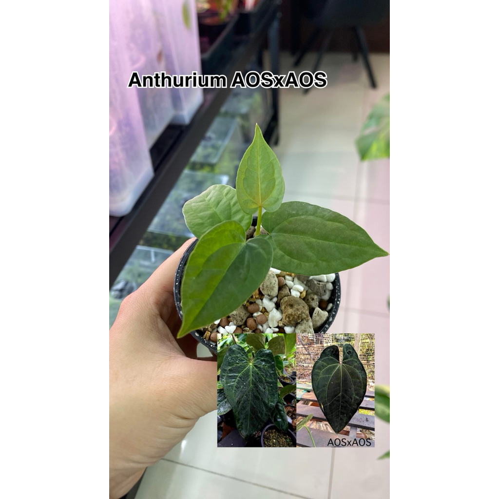 🪴 Anthurium Ace of Spades x Ace of Spades (ไม้กระถาง ขนาด 2-3 นิ้ว)