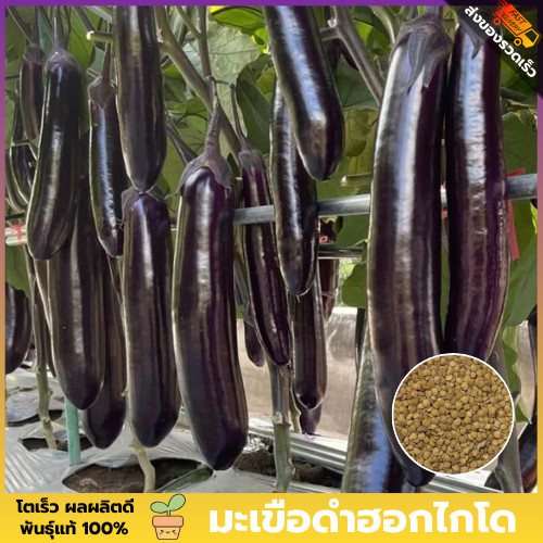 เมล็ดพันธุ์มะเขือดำฮอกไกโด ซองละ 100 เมล็ด เมล็ดพันธุ์แท้ คัดพิเศษทุกเมล็ด