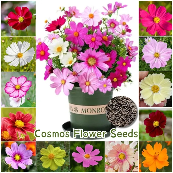 Color Cosmos Bonsai Seeds เมล็ดพันธุ์ ดาวกระจายคละสี ดอกคอสมอส (Mixed Cosmos Flower Seed) 100 เมล็ด 