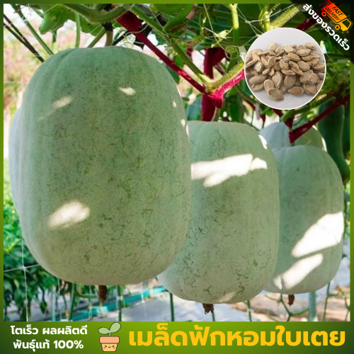 เมล็ดพันธุ์ฟักหอมใบเตย เมล็ดพันธุ์เเท้ ซองละ 50 เมล็ด